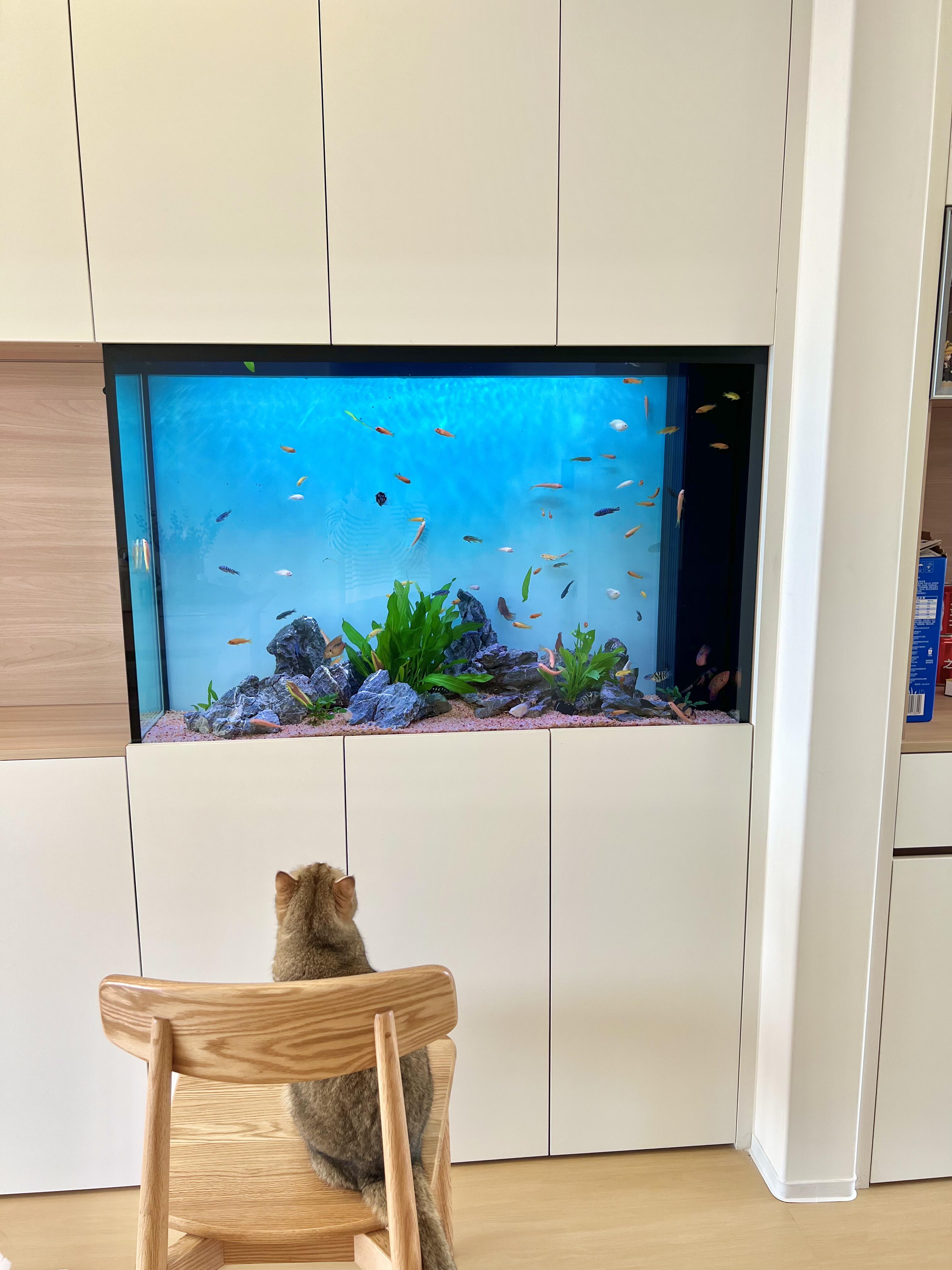 嵌入式魚缸：打破邊界，讓水族藝術(shù)融入空間肌理